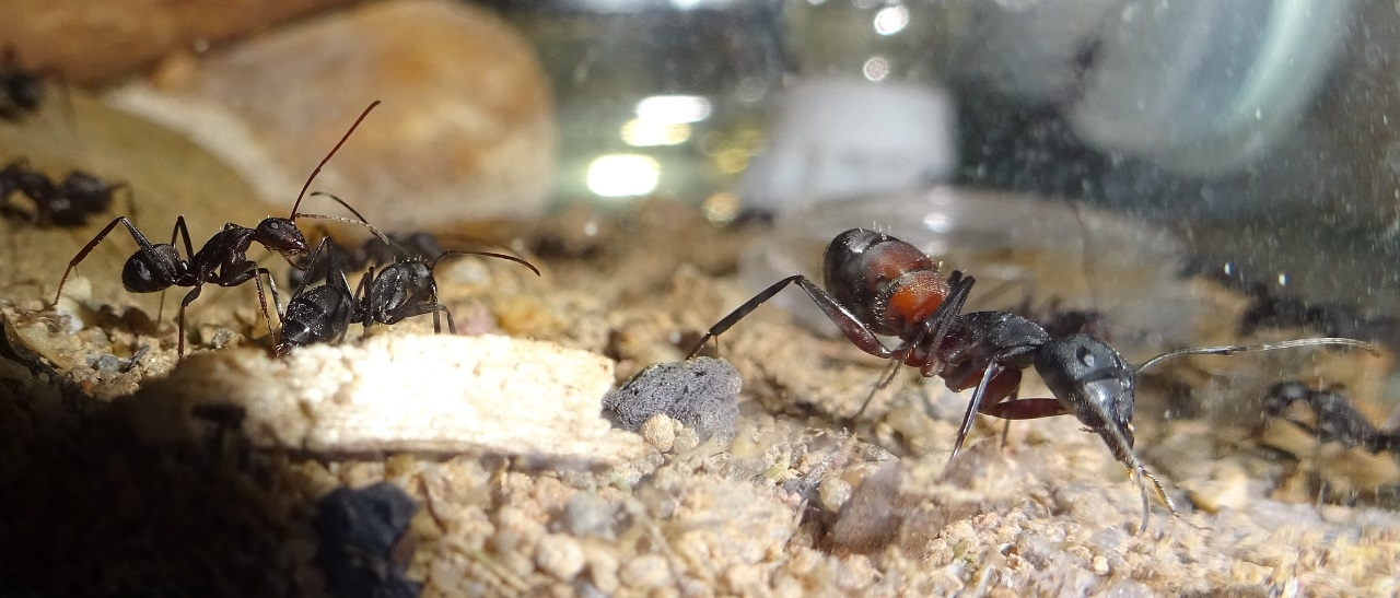 Camponotus cruentatus