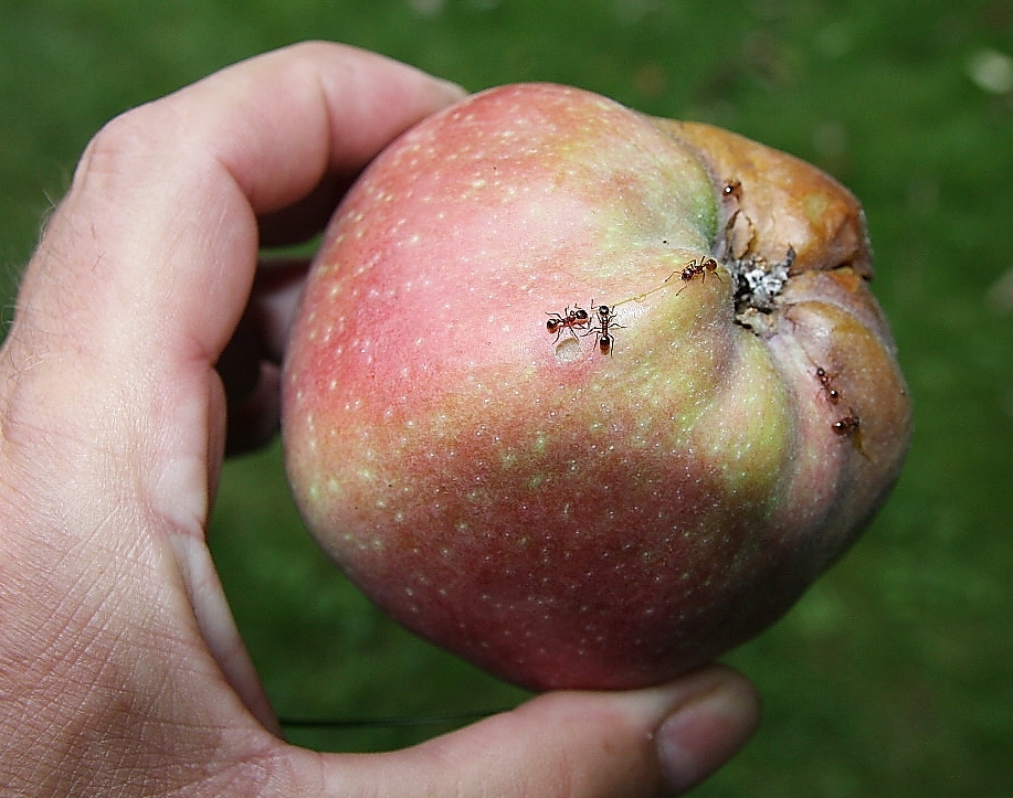 Ameisen bei der Fruchtsaftaufnahme