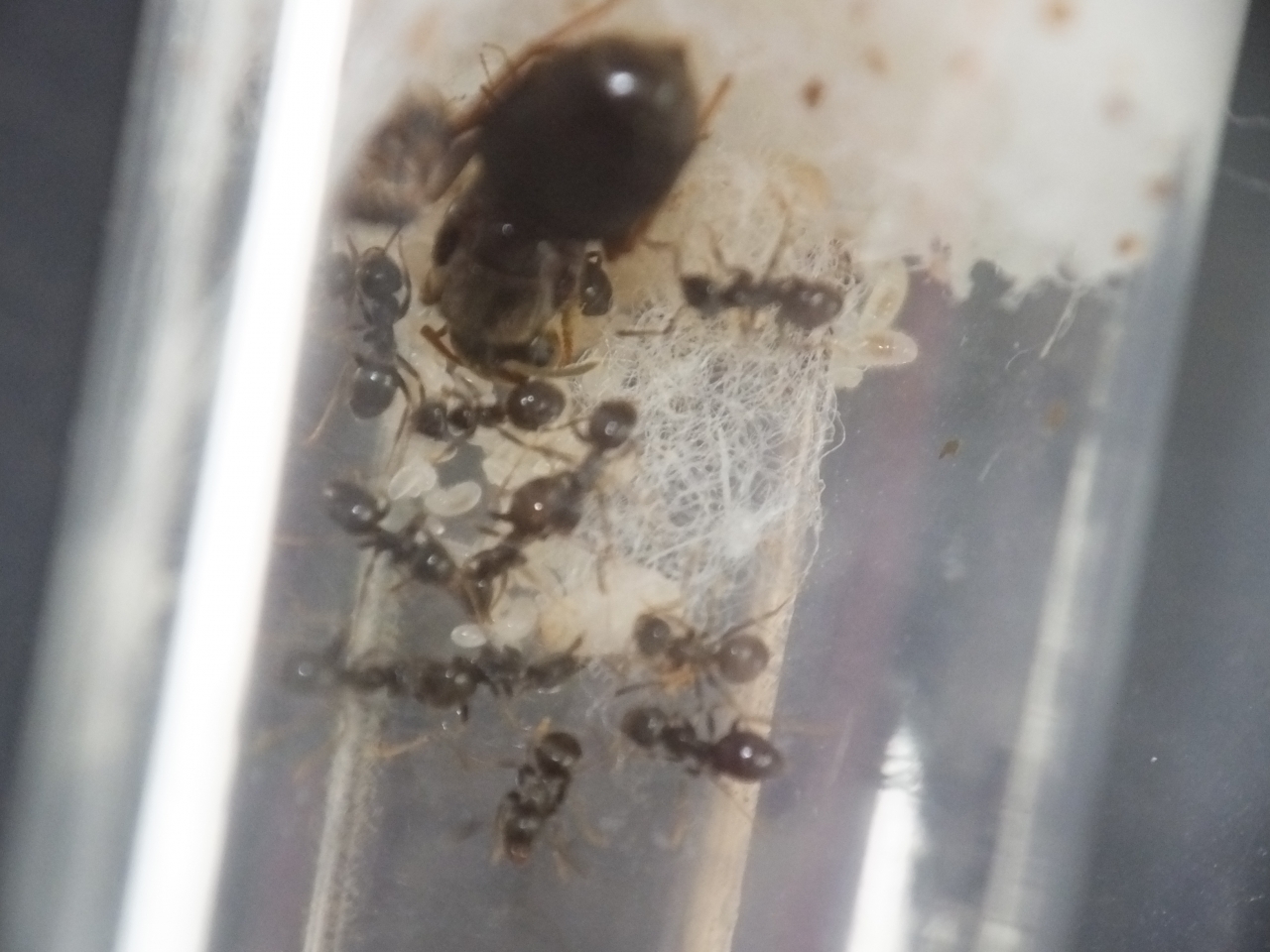 Lasius niger