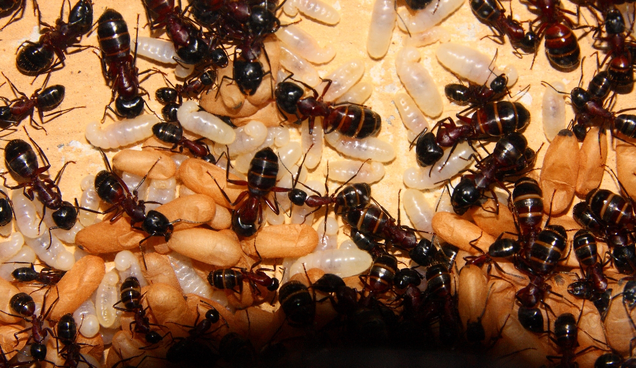 Camponotus ligniperda 25.07.2020_2