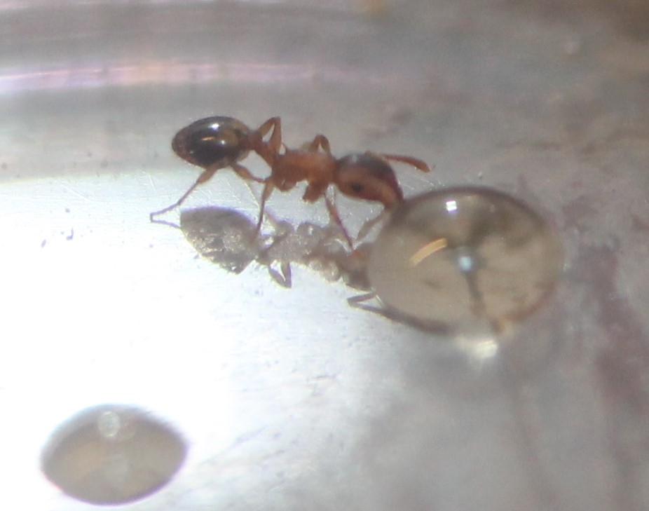 Temnothorax Ahornsirup