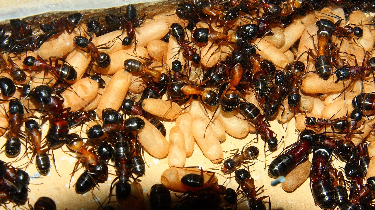 Camponotus ligniperda _1