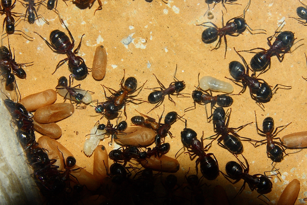 Camponotus ligniperda _3