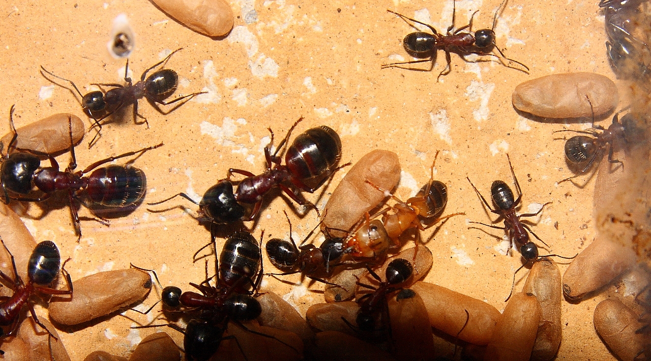 Camponotus ligniperda _4