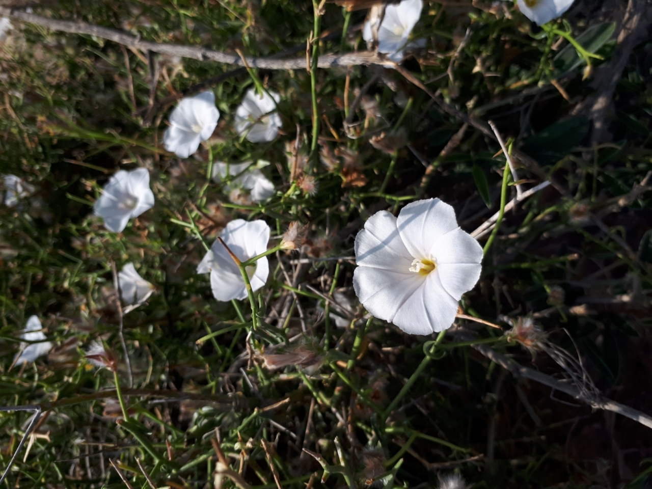 Blüte