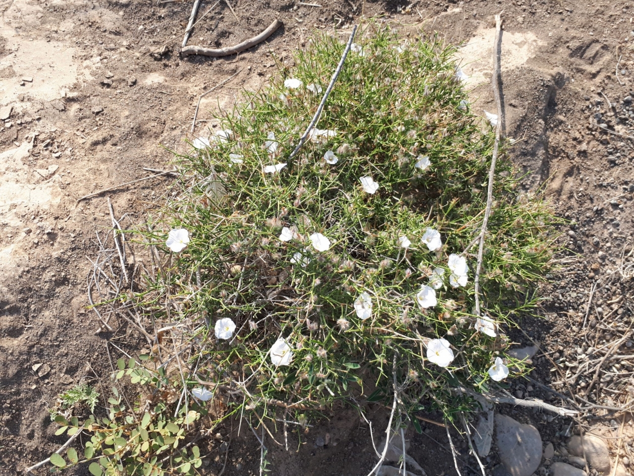 Strauch mit Blüten