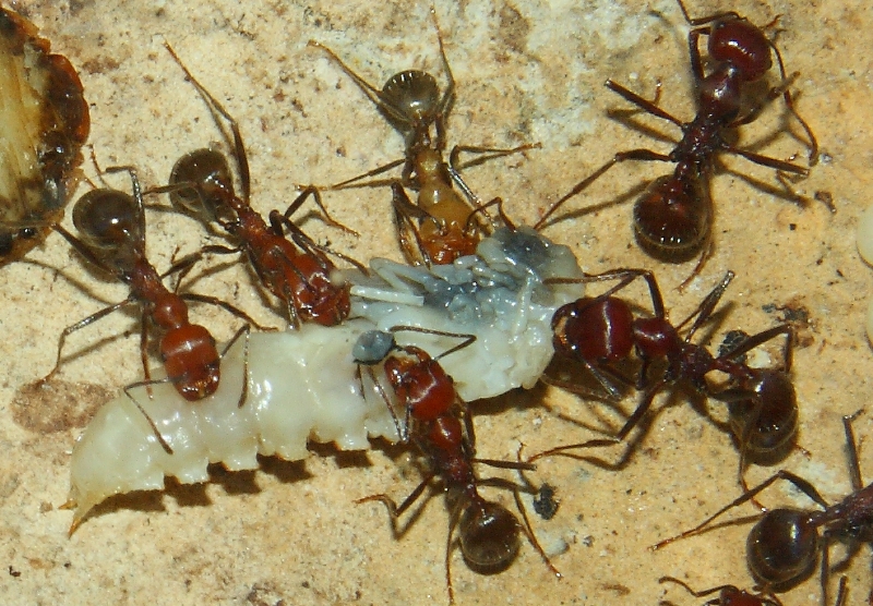 Messor cephalotes futtern Meklkäferpuppe