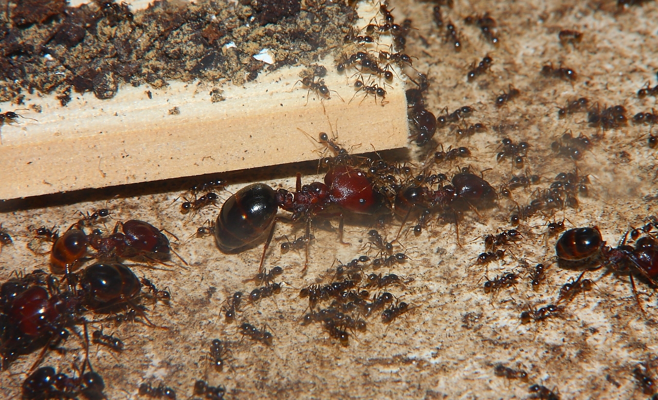 Carebara diversa