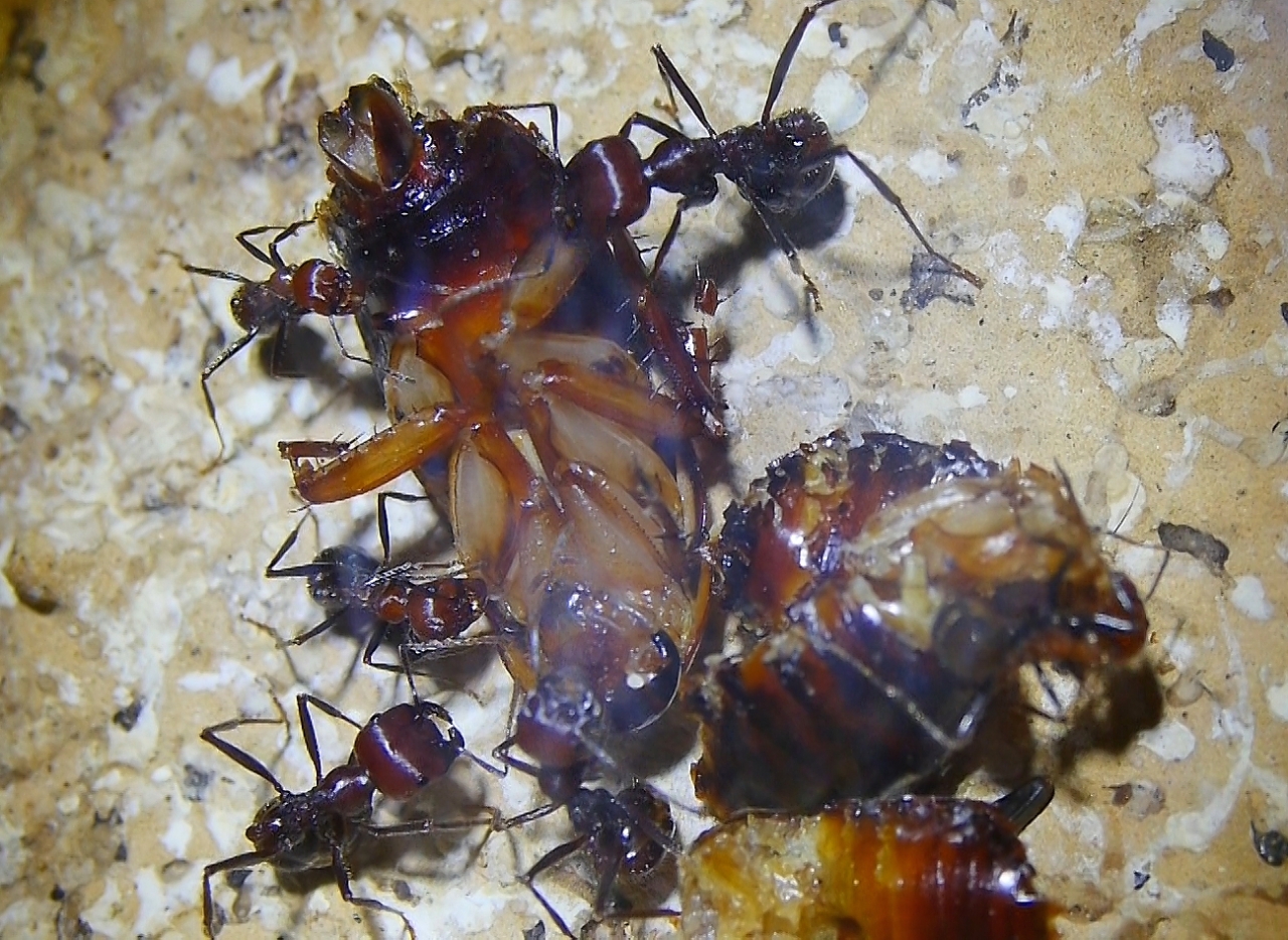 Messor cephalotes mit Schokoschabe