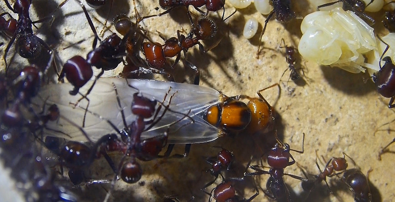 Messor cephalotes Königin _4