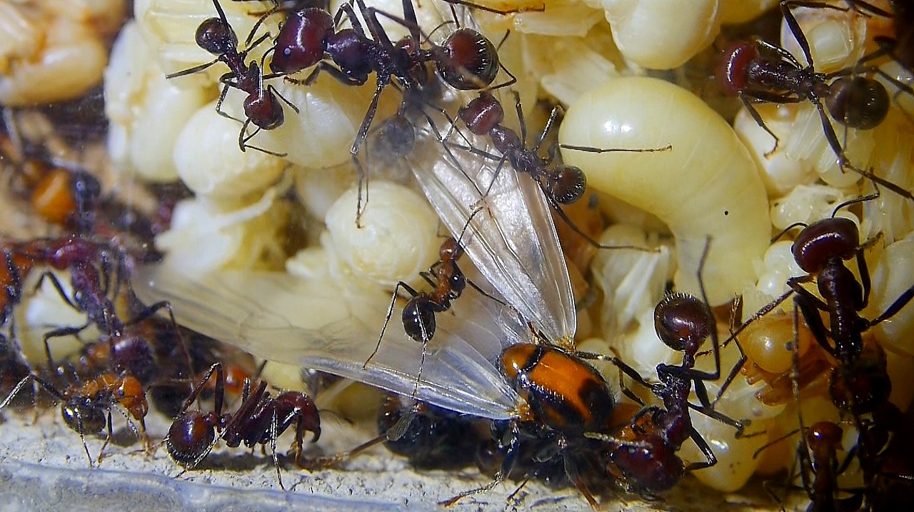 Messor cephalotes Königin _6