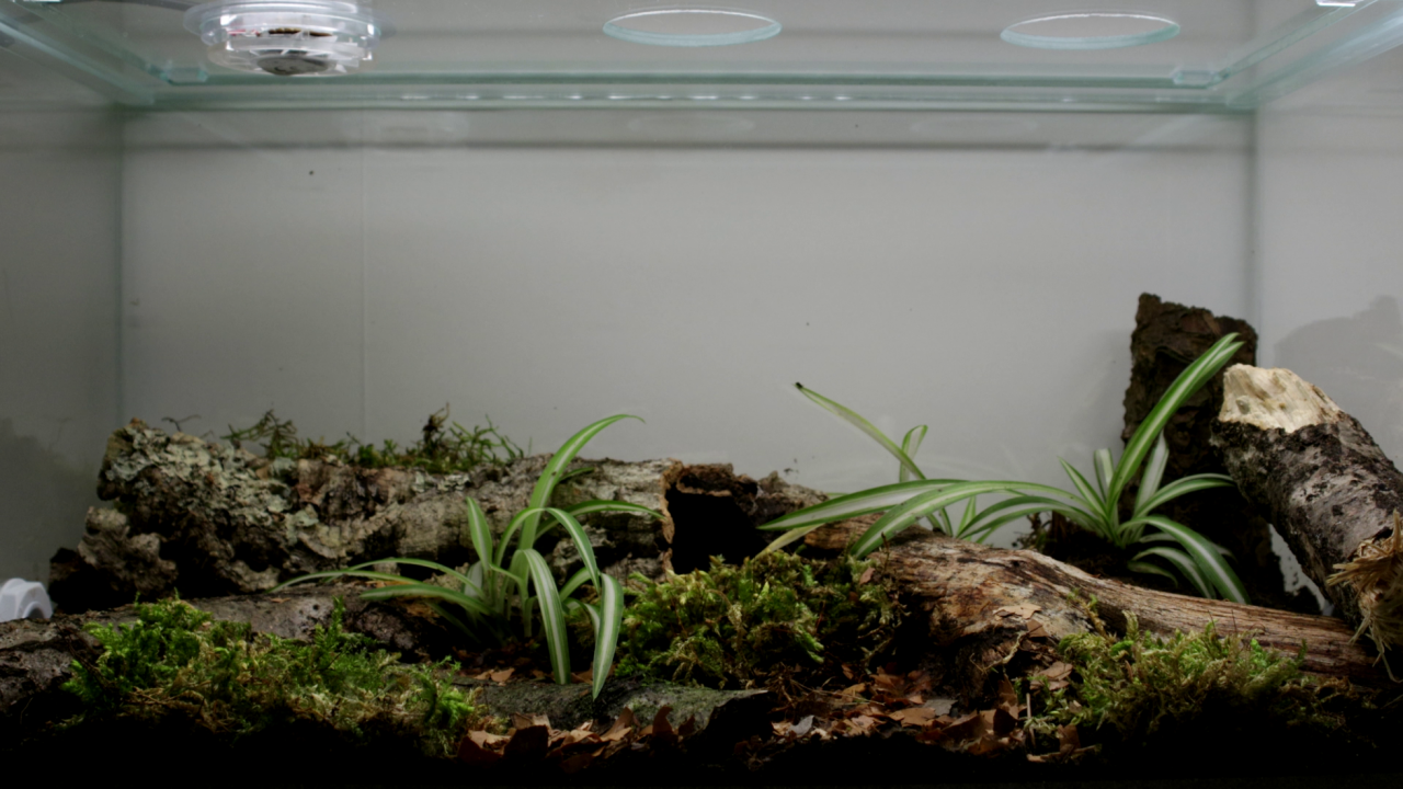 Formica sanguinea Arena frisch