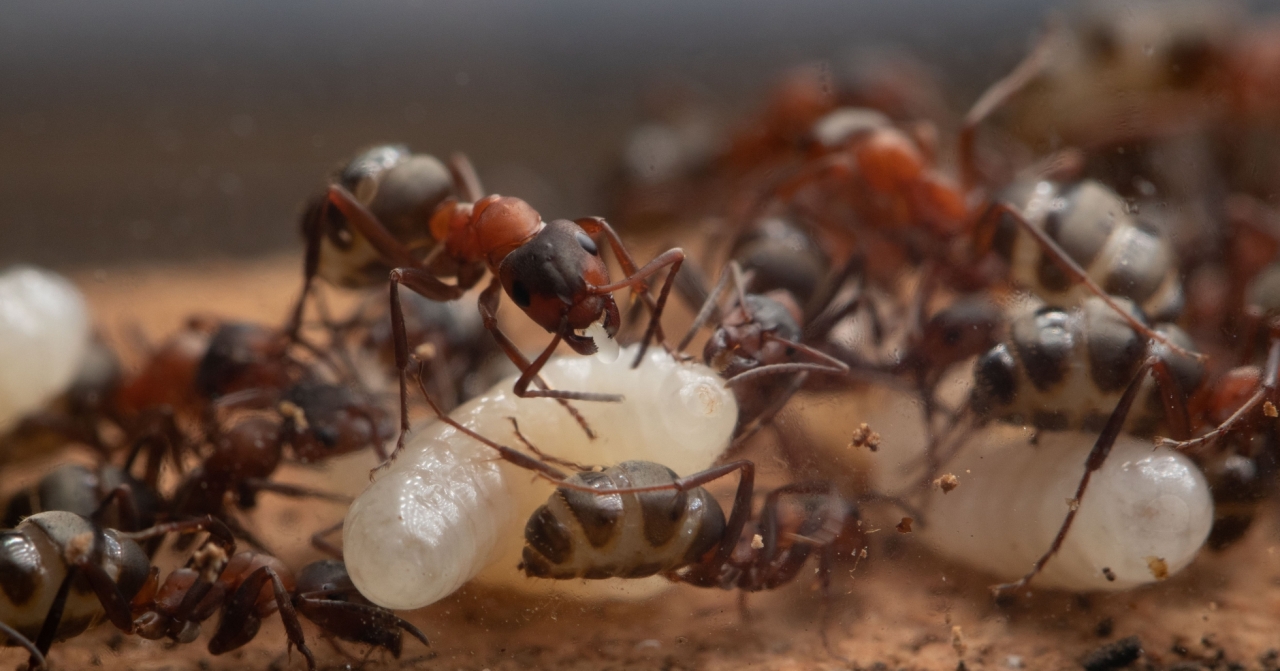 F. sanguinea Arbeiterin mit Ei und großer Larve