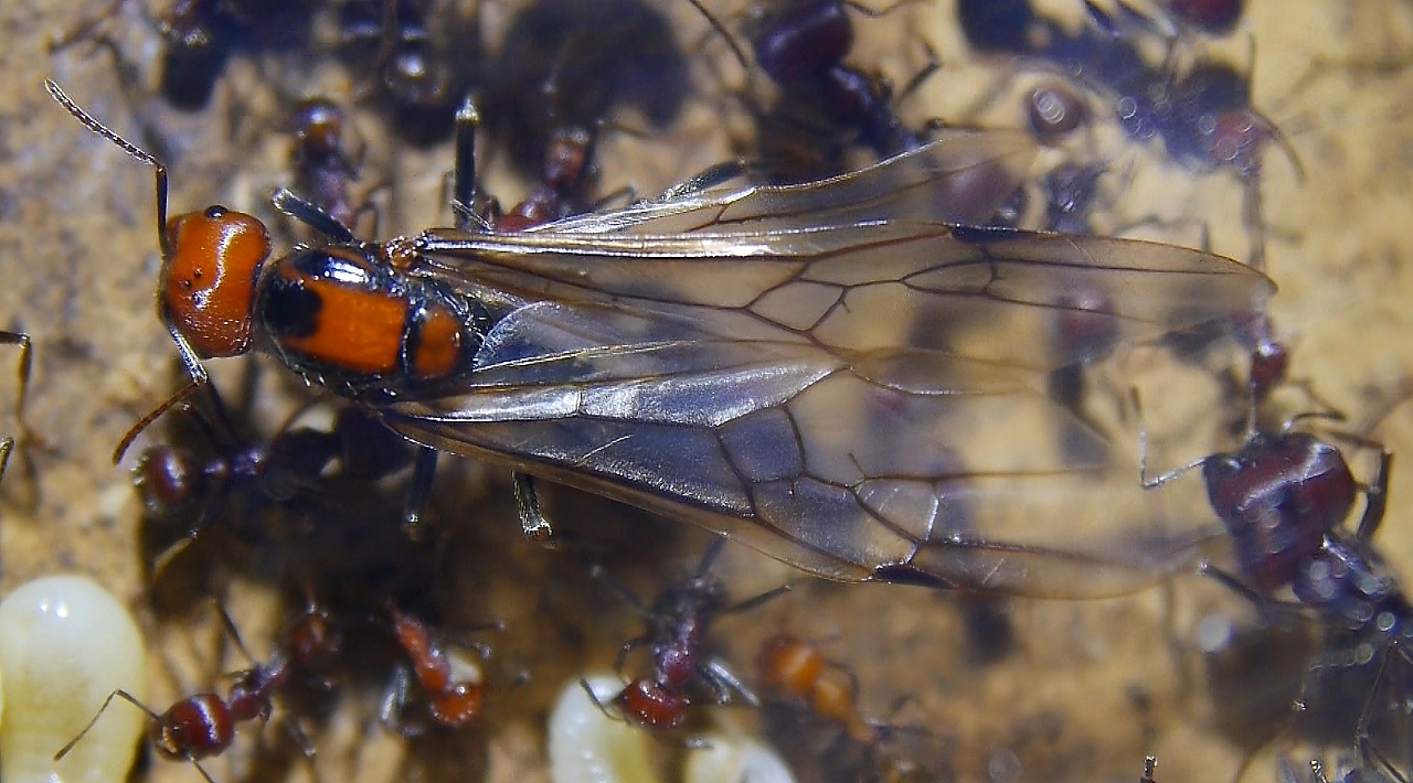 Messor cephalotes Königin _100