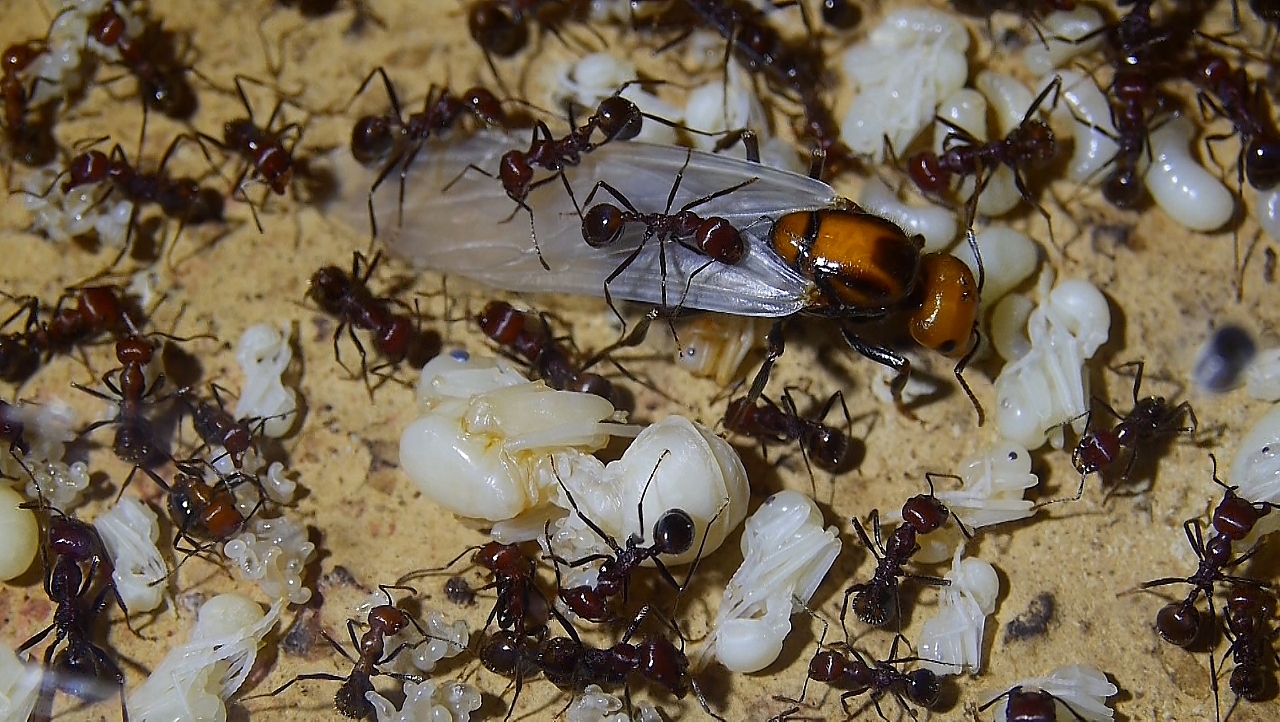 Messor cephalotes Königin _103