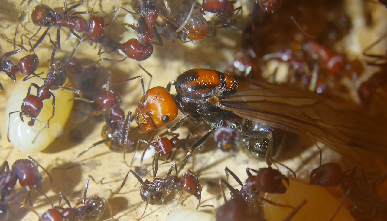 Messor cephalotes Königin _104