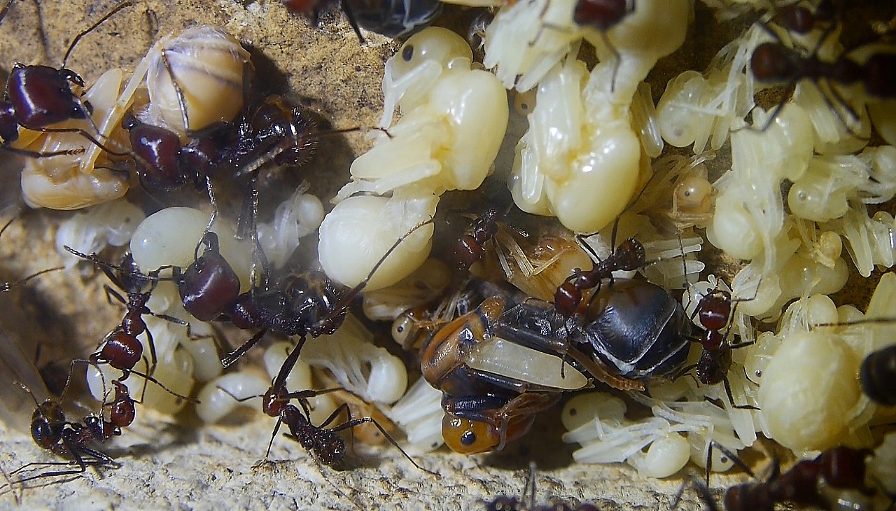 Messor cephalotes Königin _106