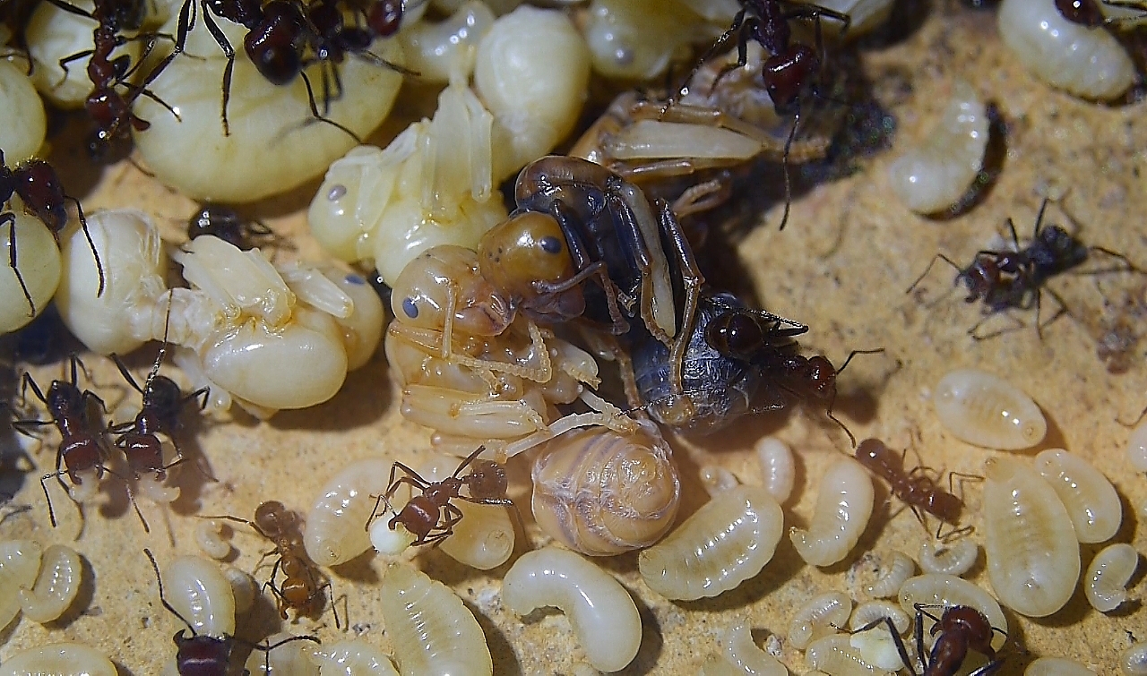 Messor cephalotes Königin _107