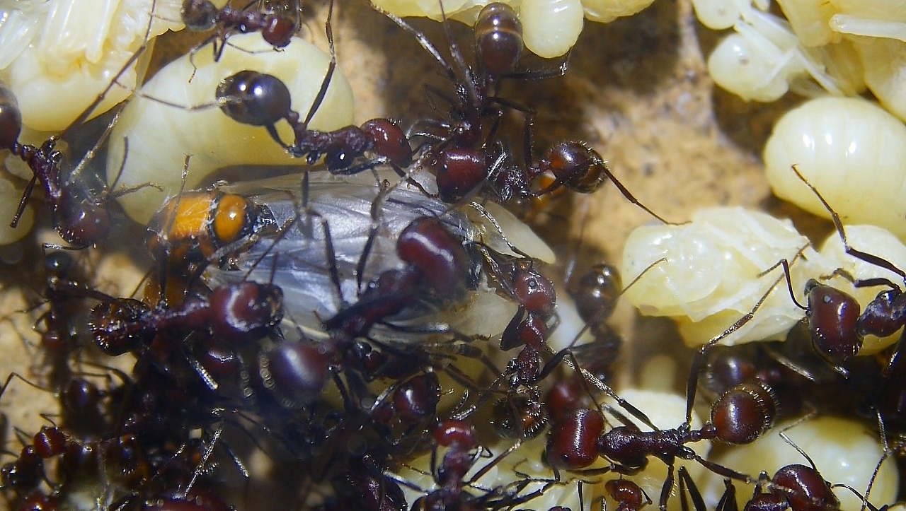 Messor cephalotes Königin _108