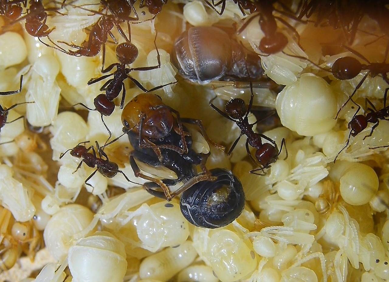 Messor cephalotes Königin _109