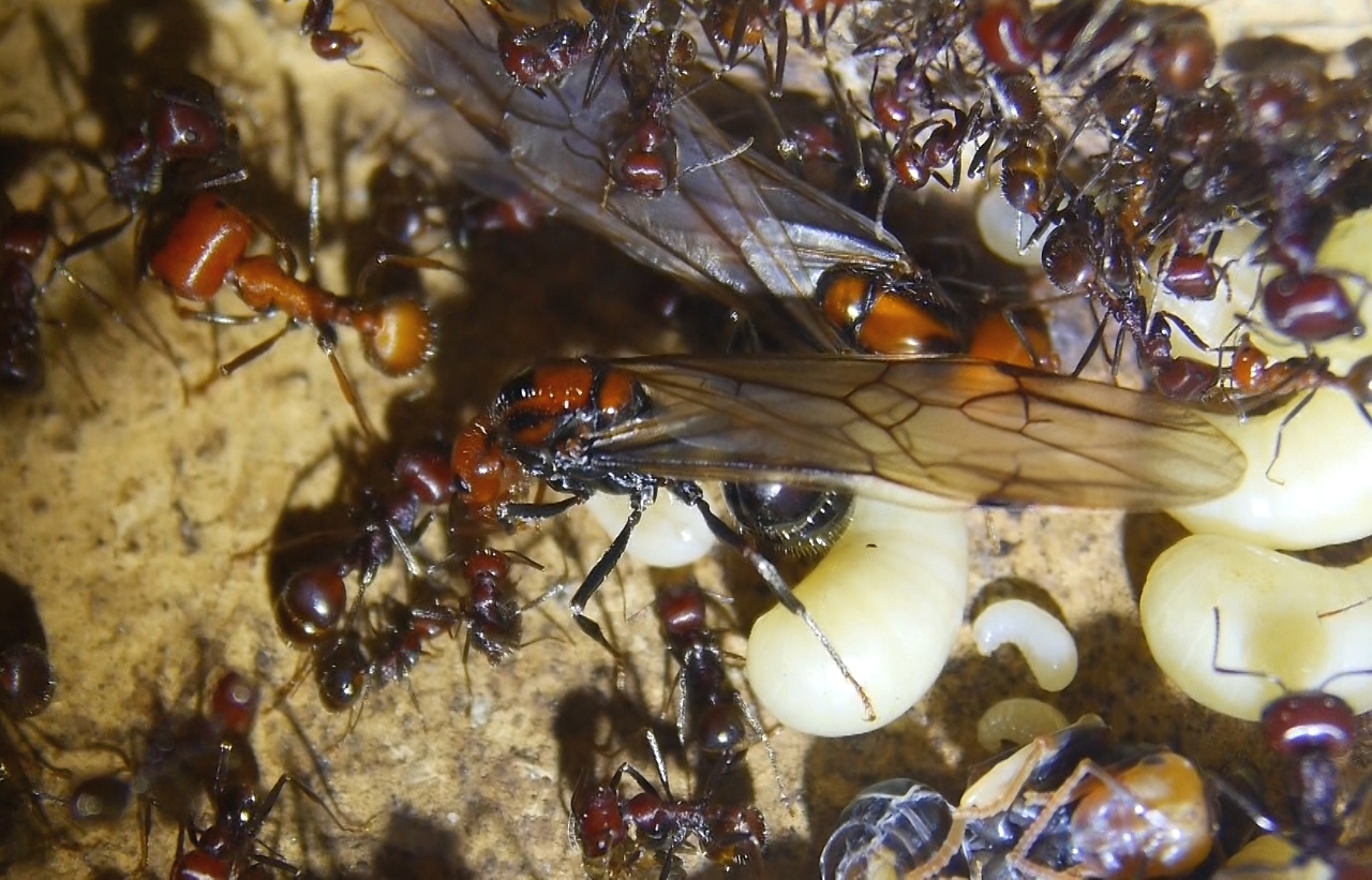 Messor cephalotes Königin _113