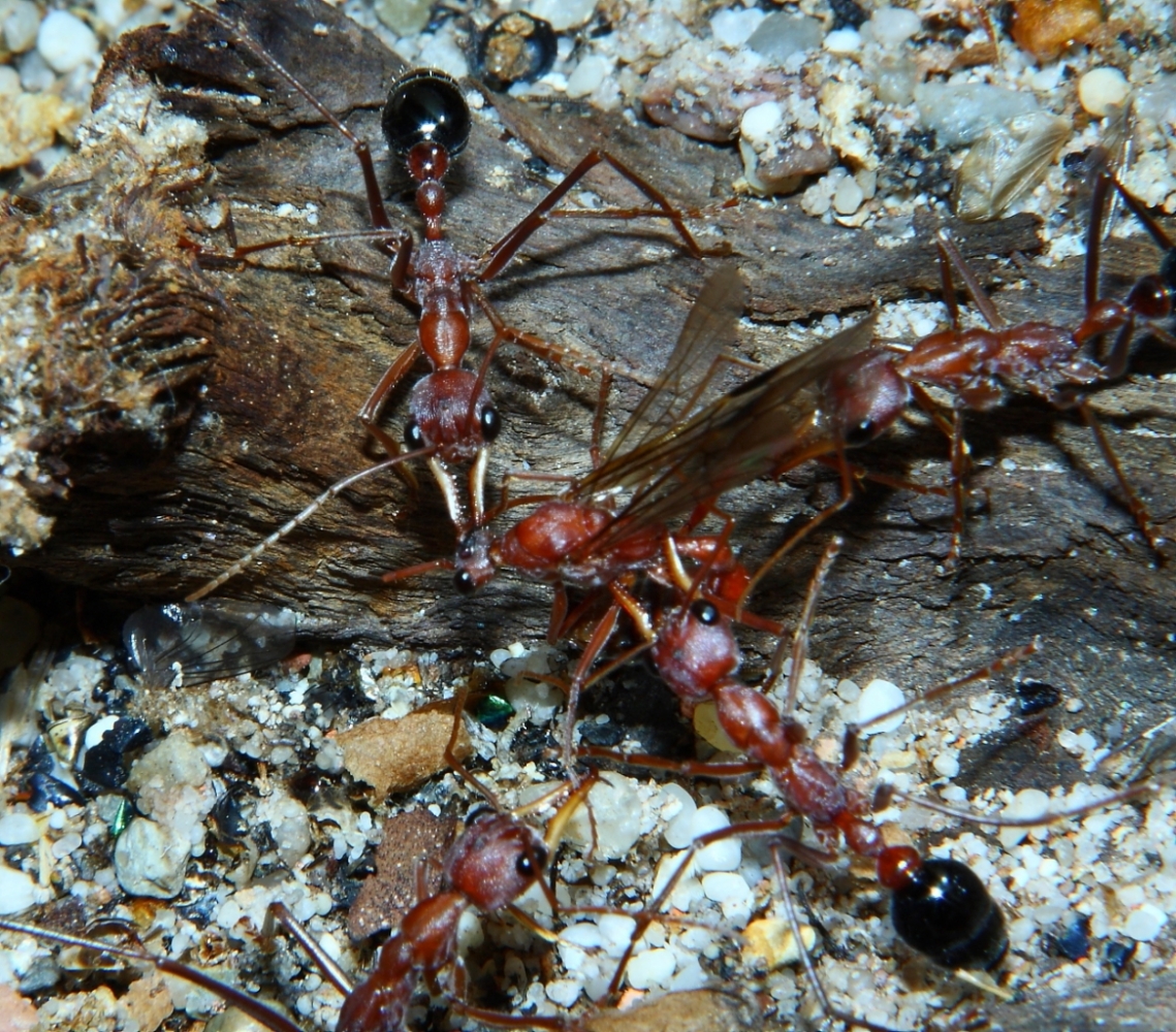 Myrmecia pavida -1