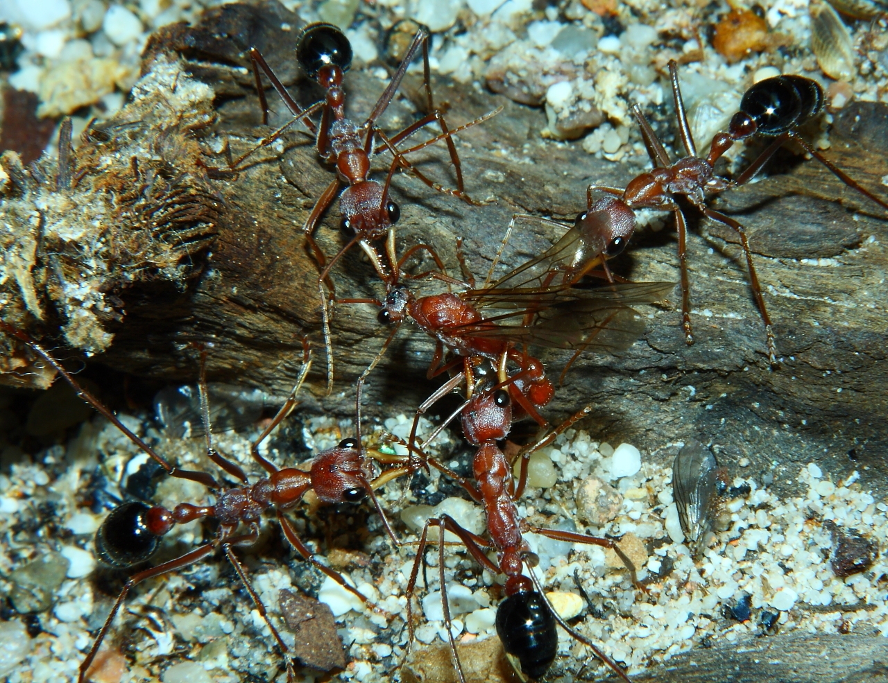 Myrmecia pavida -2