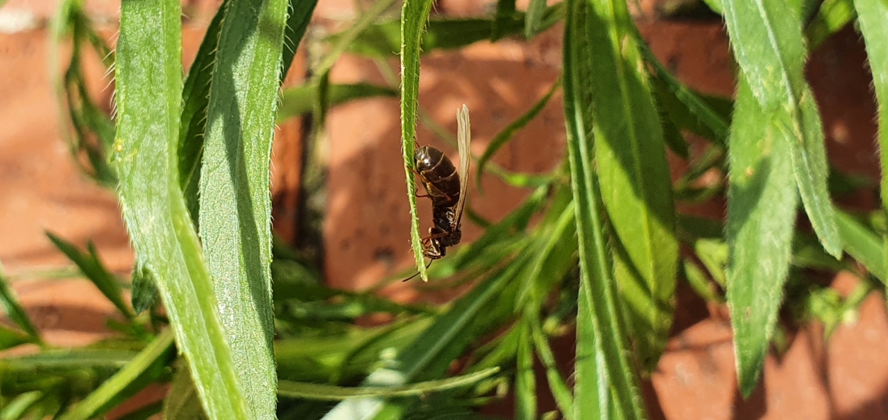 Schwarmflug III