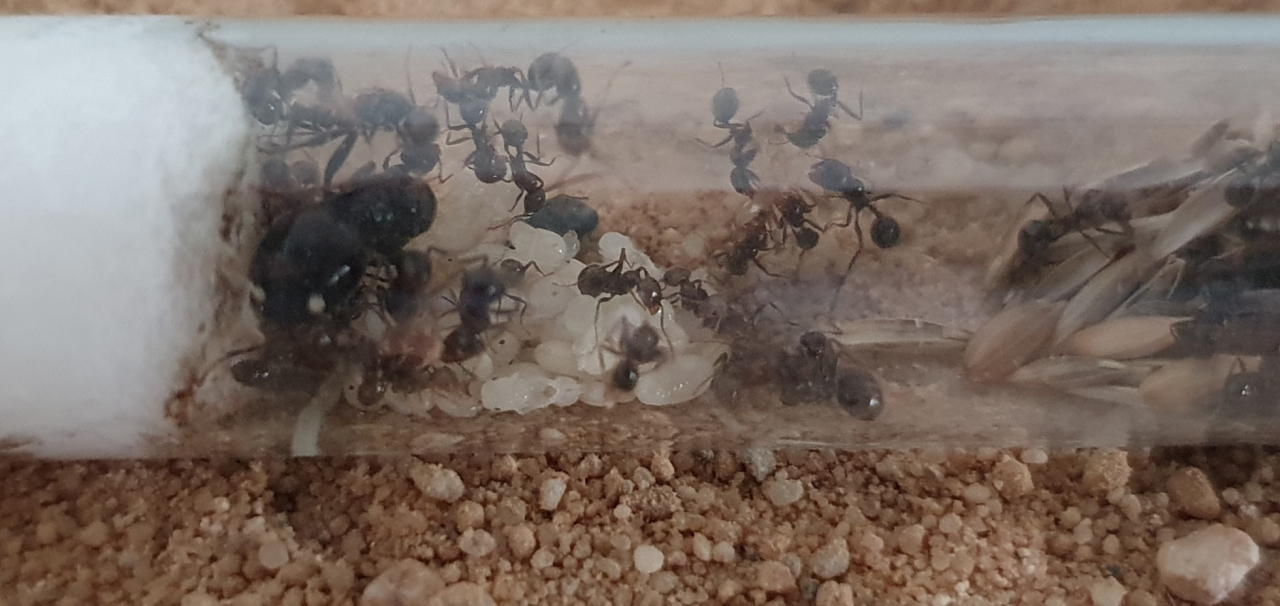 Messor Barbarus, Reagenzglas