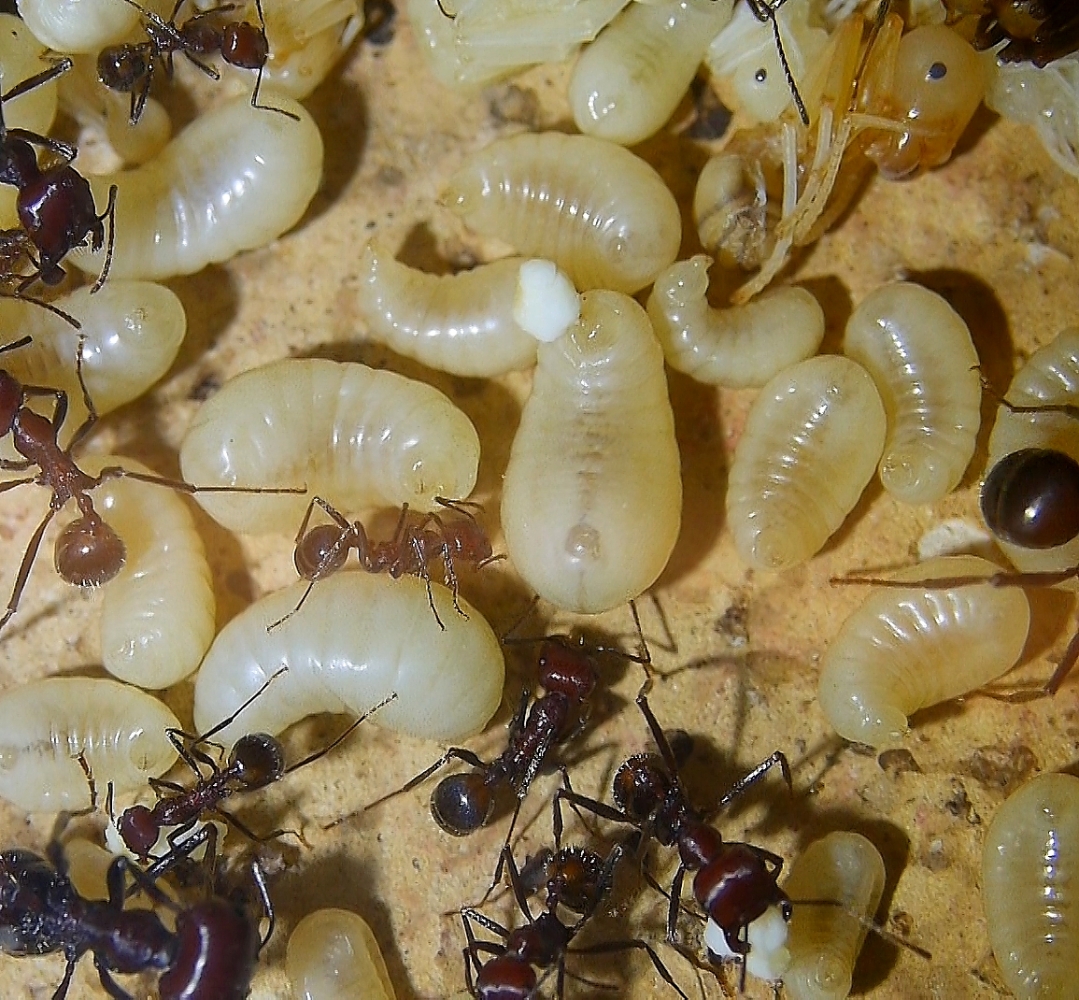 Messor cephalotes mit Ameisenbrot _1