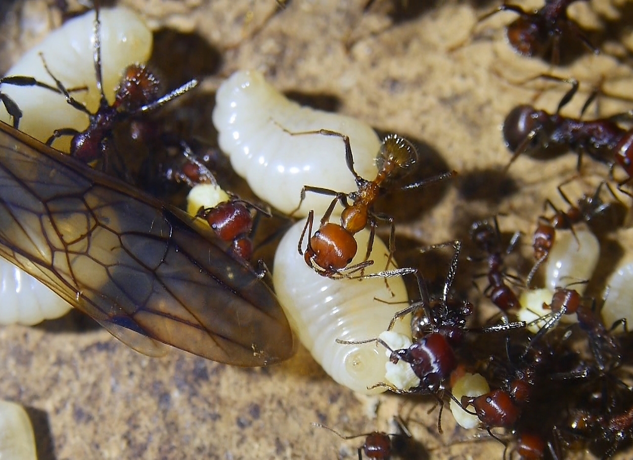 Messor cephalotes mit Ameisenbrot _5