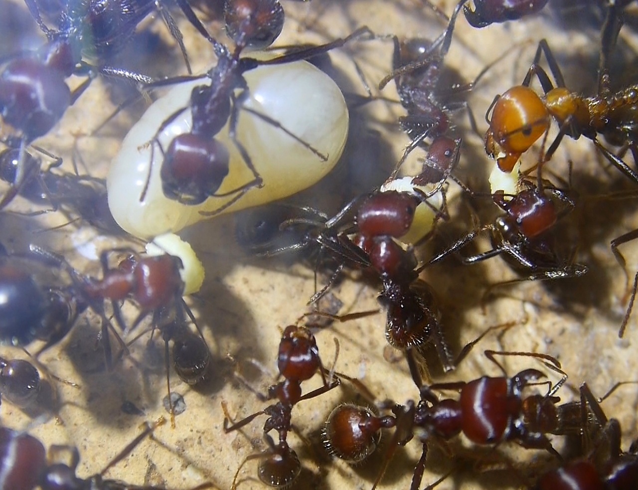 Messor cephalotes mit Ameisenbrot _8