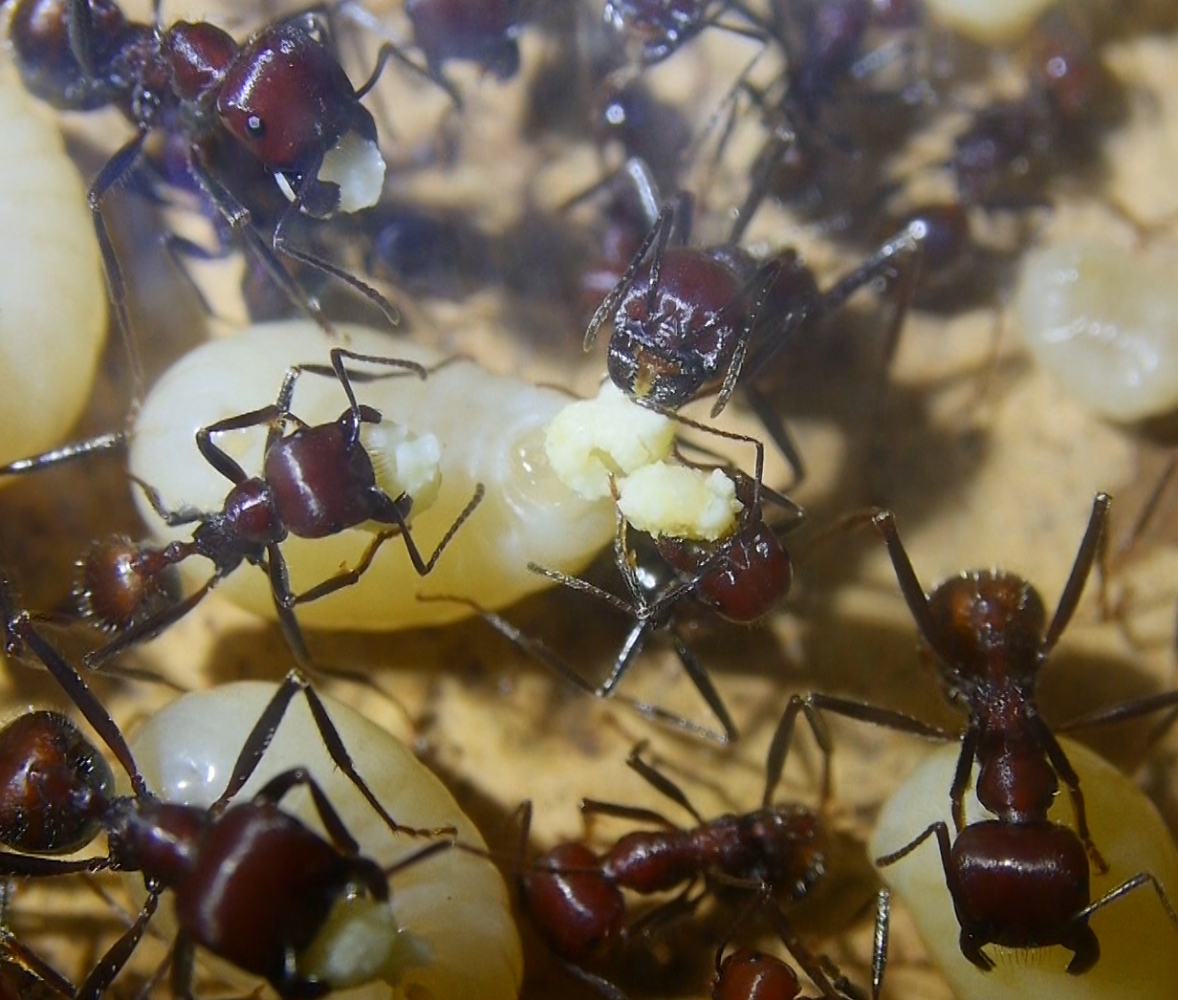 Messor cephalotes mit Ameisenbrot _9