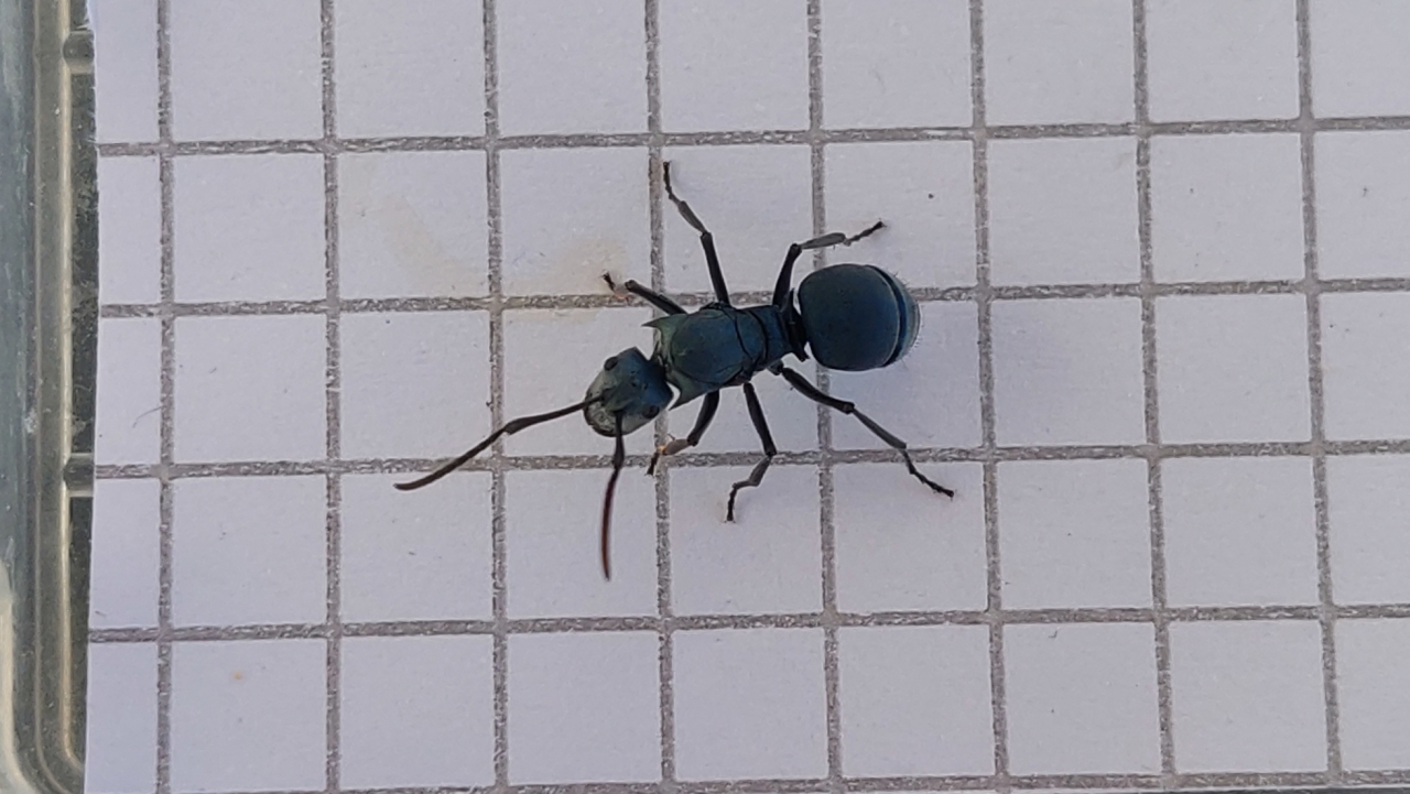 Polyrhachis cyaniventris