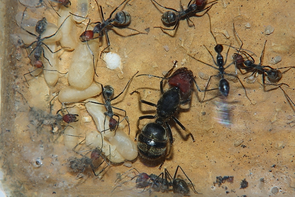 Camponotus singularis