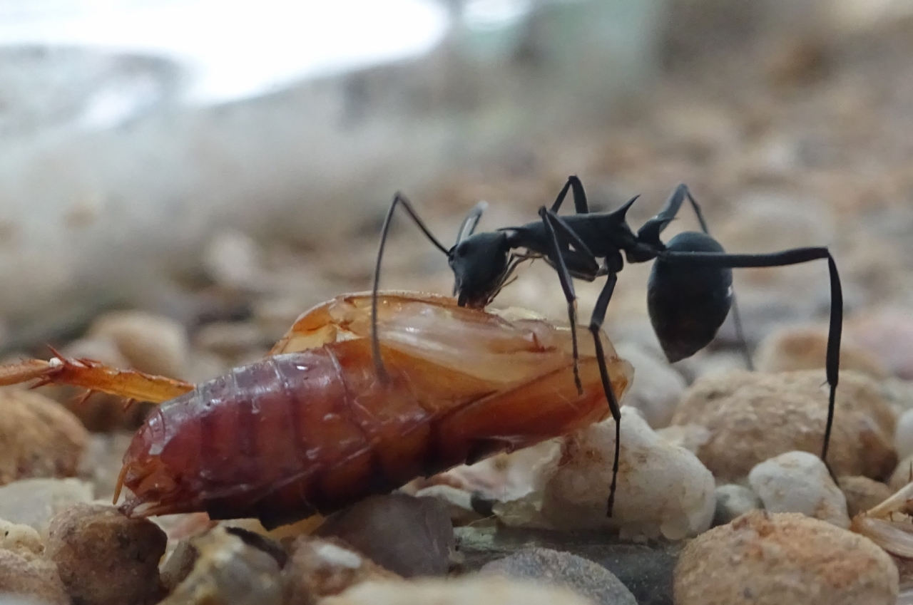 Polyrhachis abdominalis