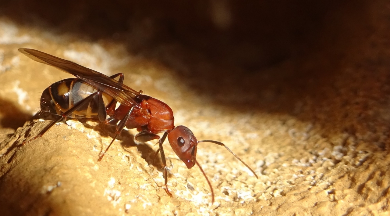 Camponotus habereri