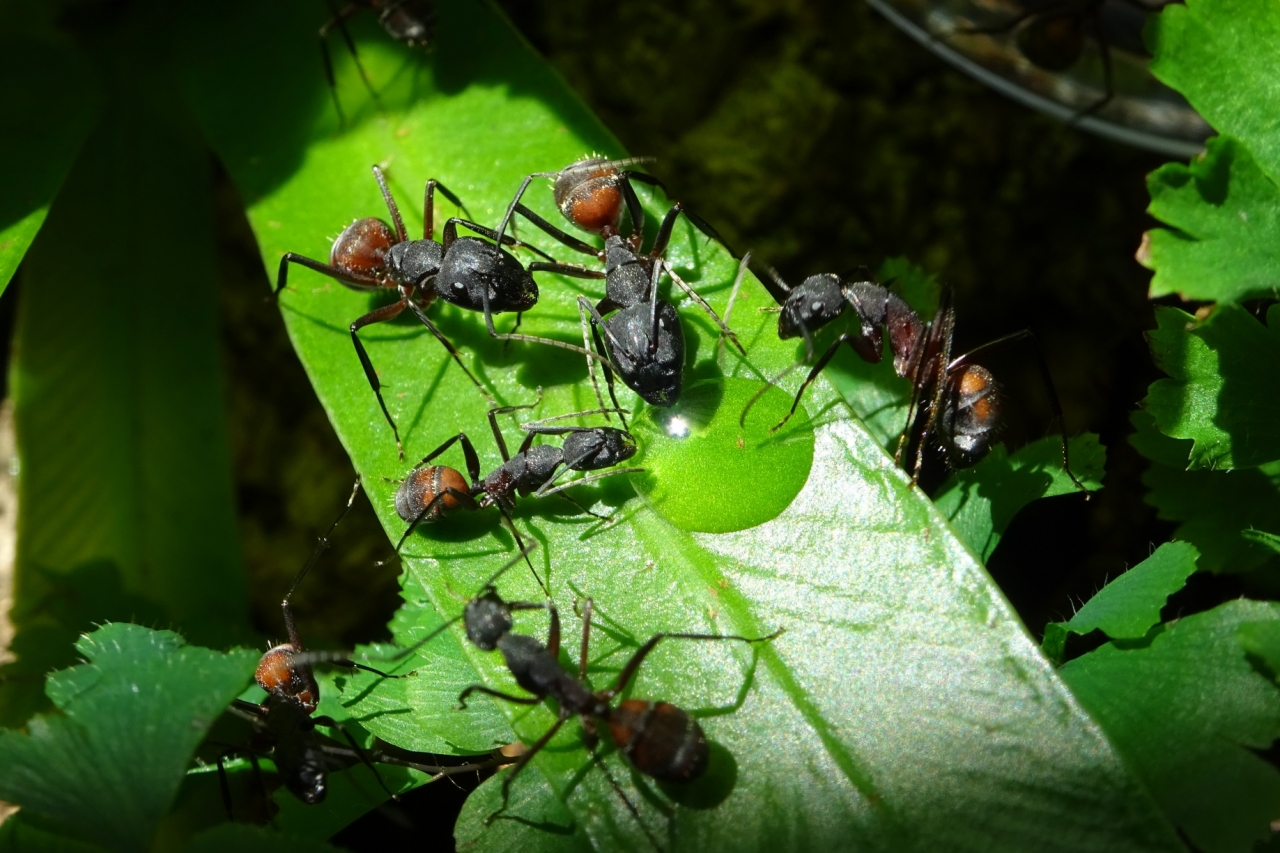 Campnotus cruentatus