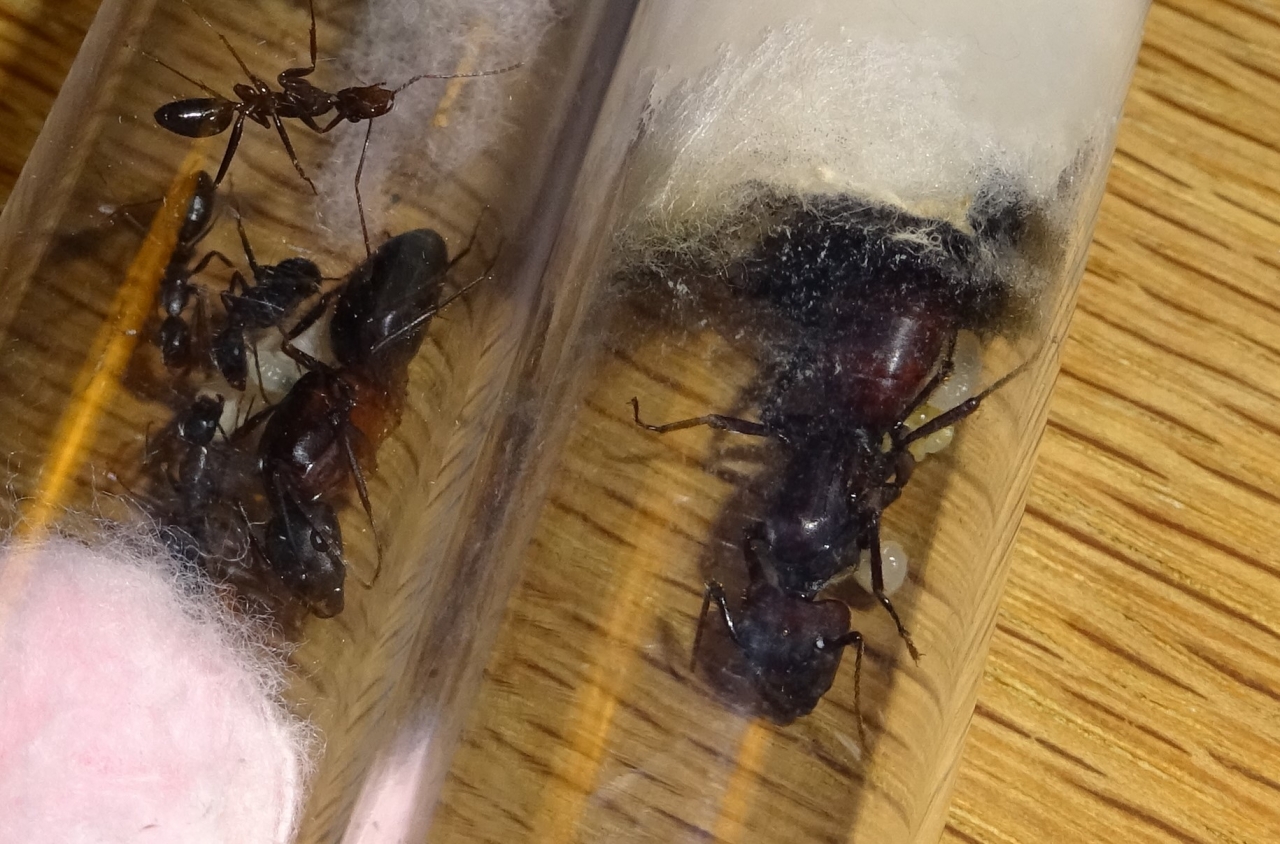 Camponotus Vergleich