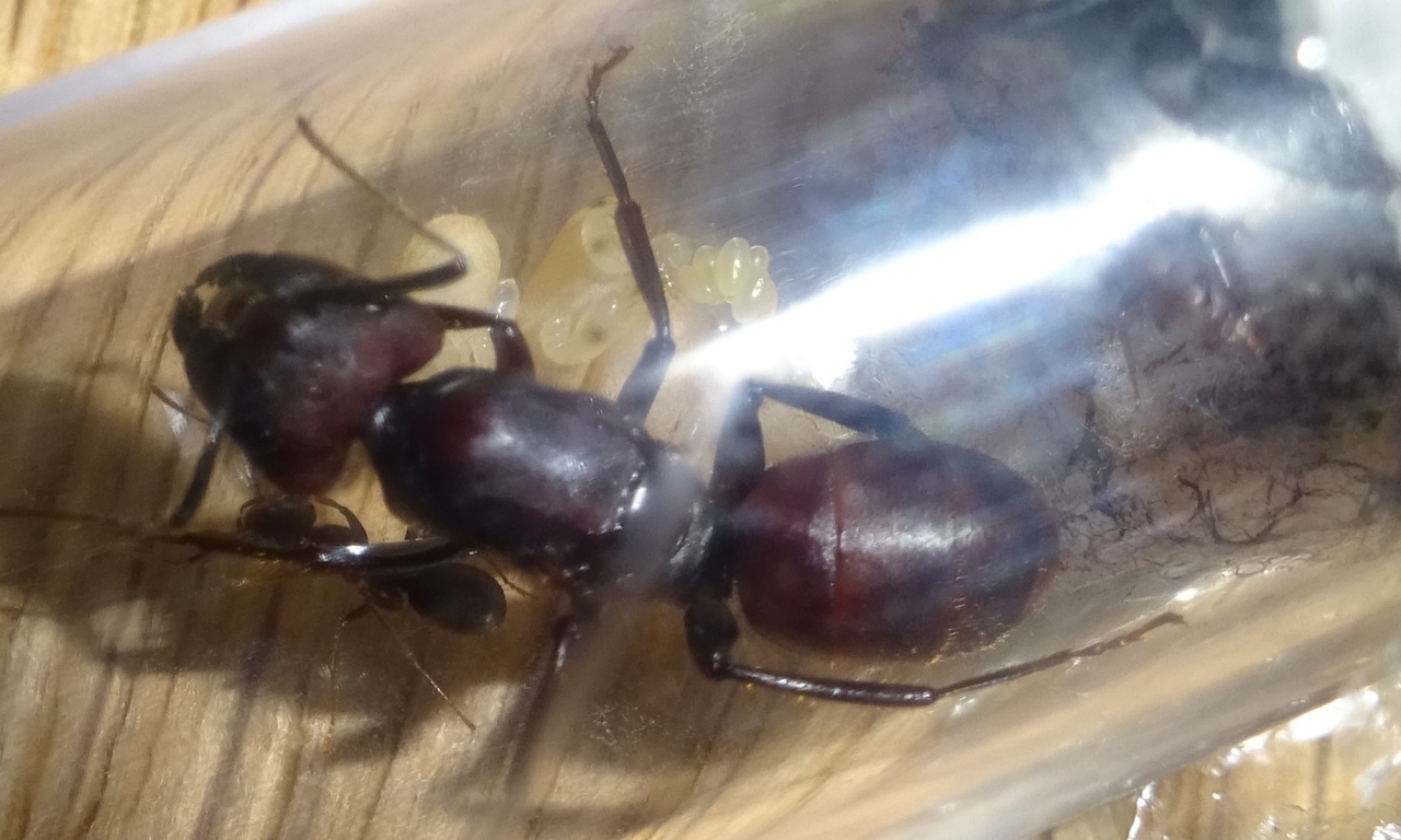 Camponotus sp.