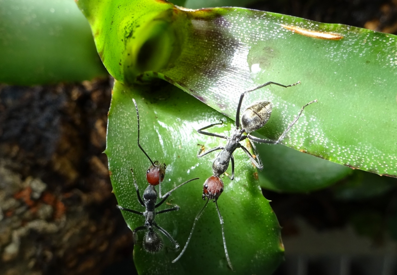 Camponotus singularis