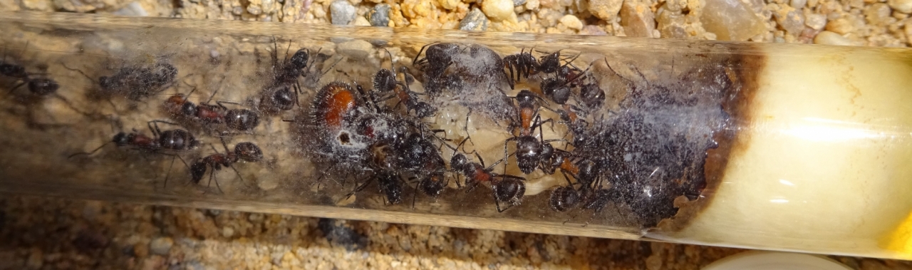 Camponotus mutilarius