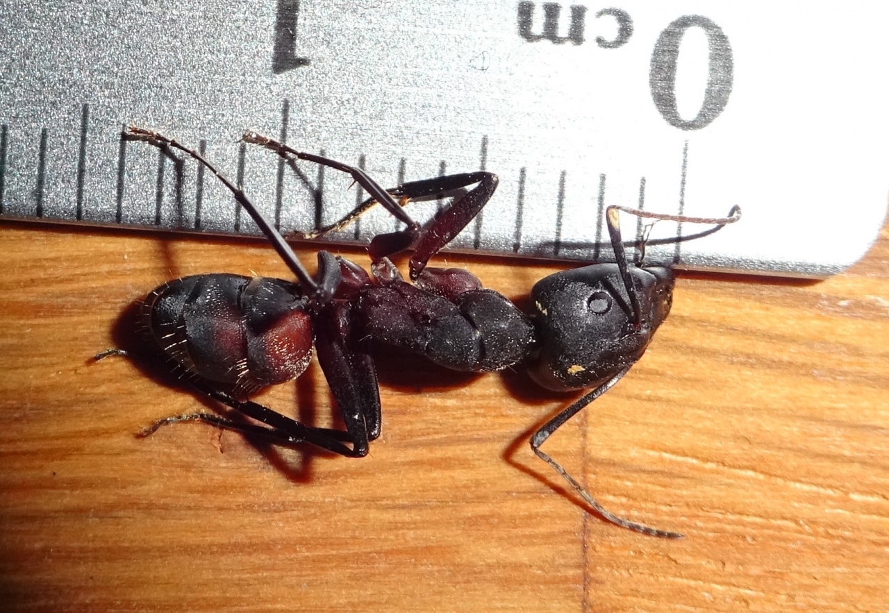 Camponotus cruentatus Major