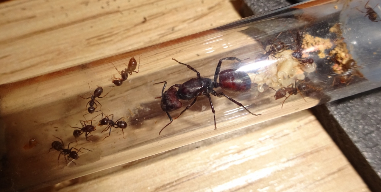 Camponotus cf. rufifemur