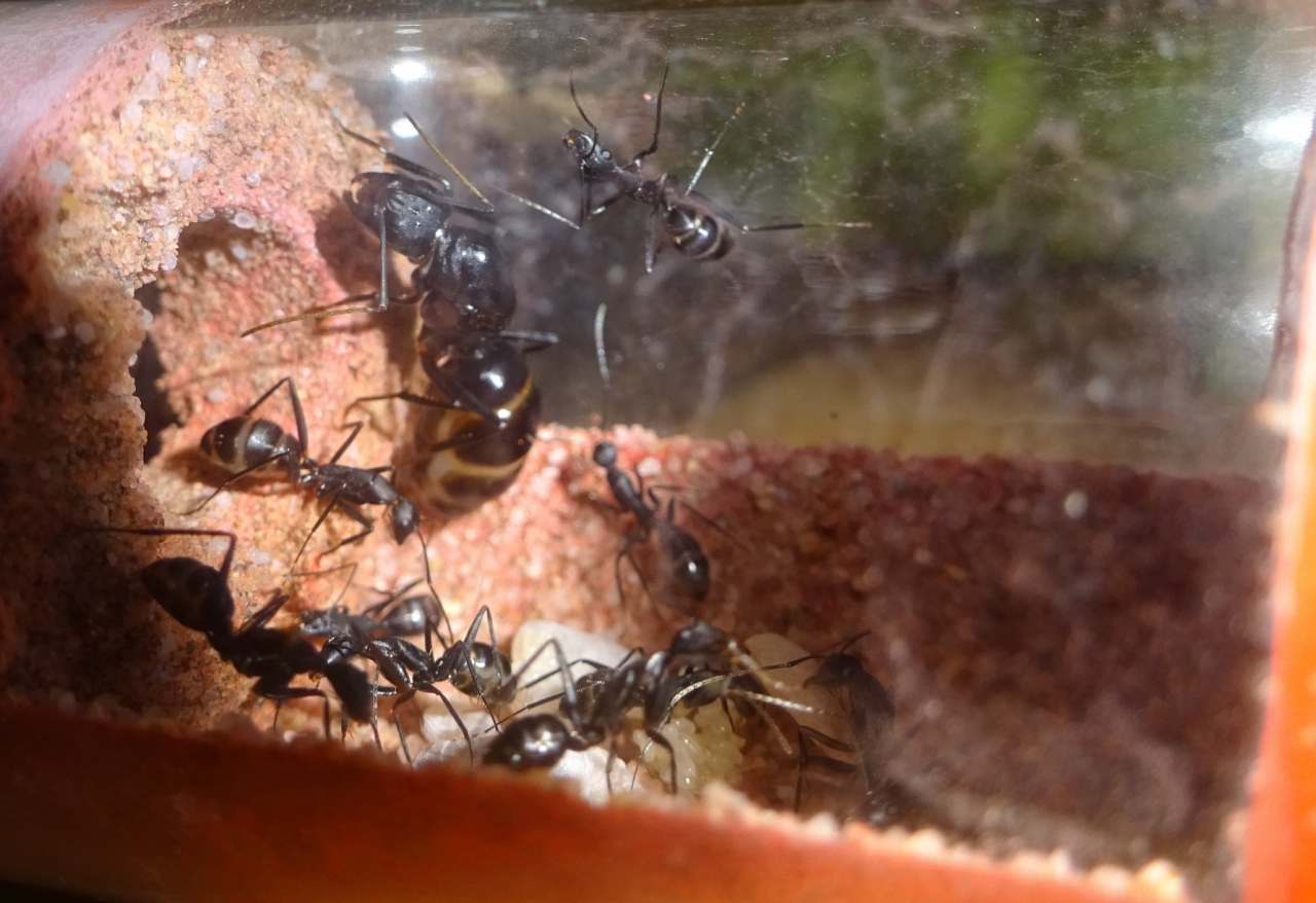 Camponotus sp. Marokko