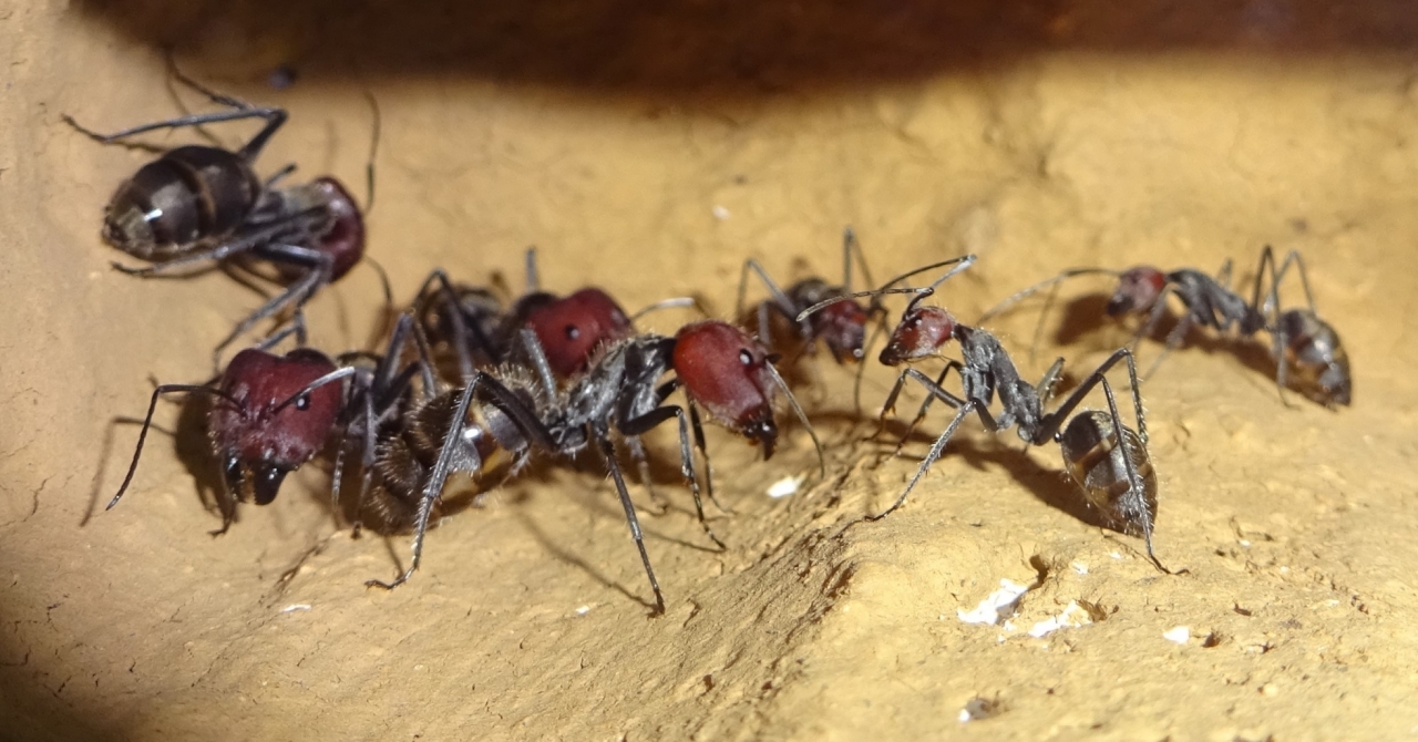 Camponotus singularis Majore