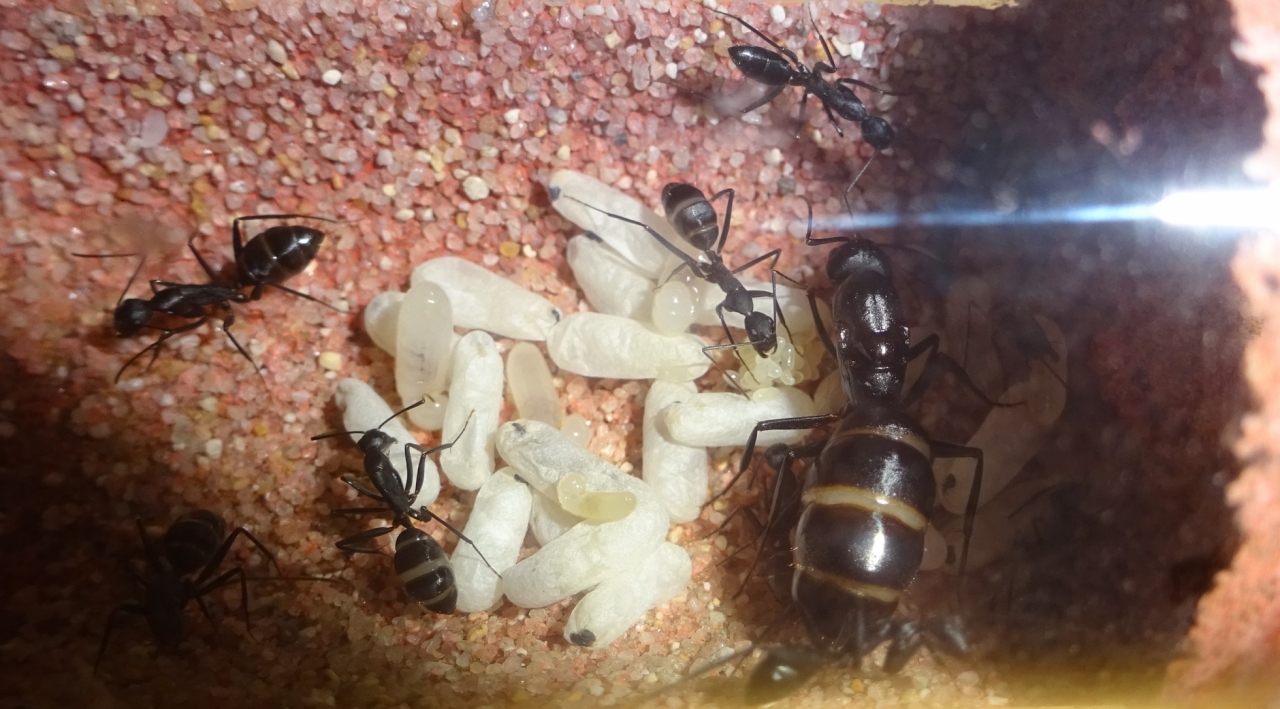 Camponotus sp.