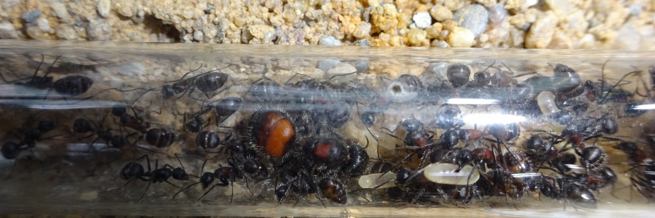 Camponotus mutilarius