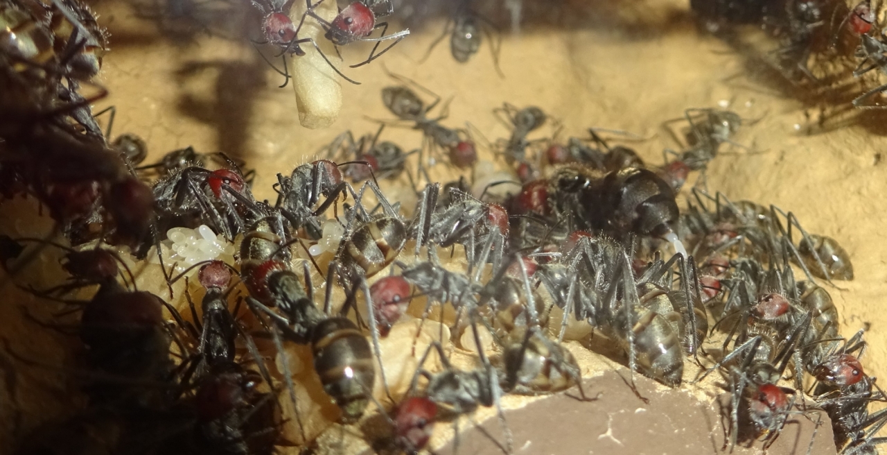 Camponotus singularis 3