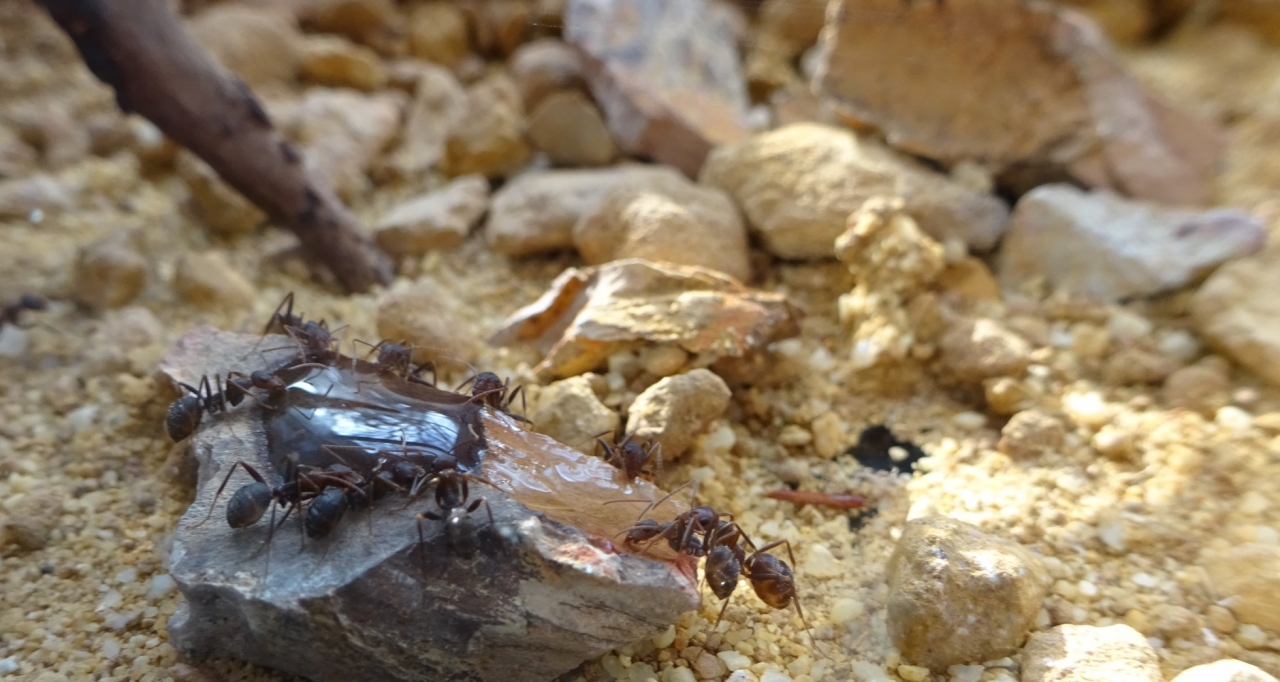 Iberoformica 2